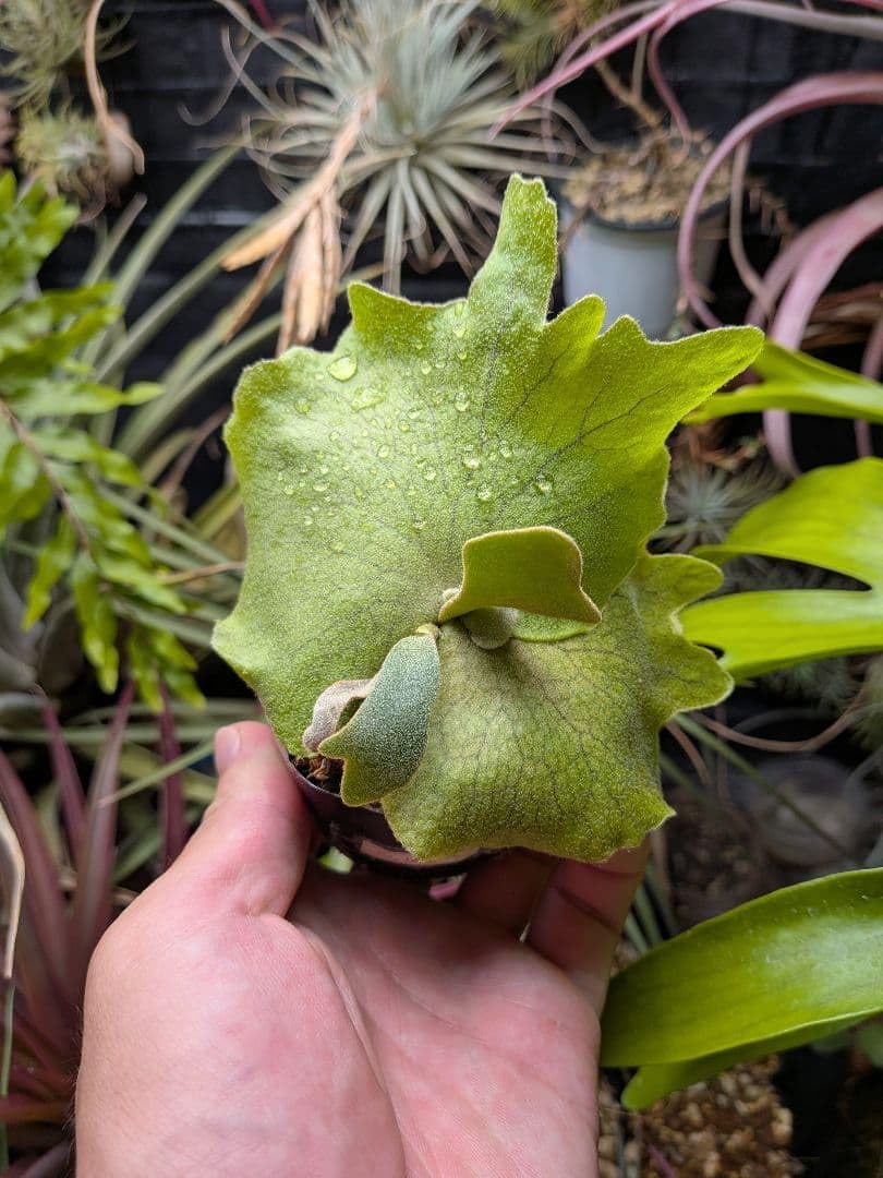 Amazon｜ビカクシダ ウィリンキー 1株｜観葉植物 オンライン通販
